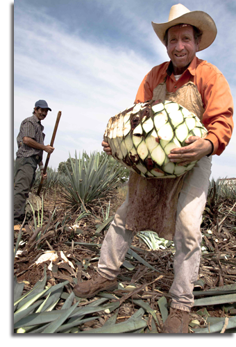 Blue agave harvest at Tequila Ocho