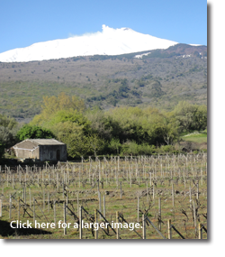 Mount Etna and Vineyard