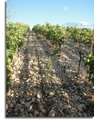 A Languedoc Vineyard