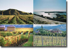 New Zealand Wines