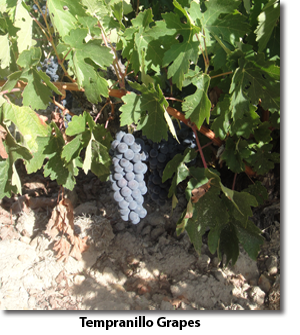 Tempranillo Grapes