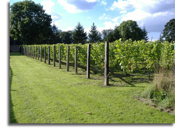 The vineyard at Renishaw Hall