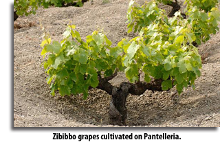 Zibibbo grapes growing on Pantelleria.